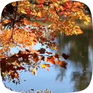 🍁