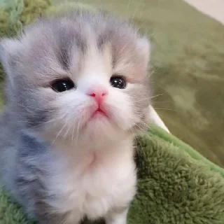 🥺