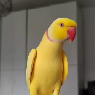 🤩