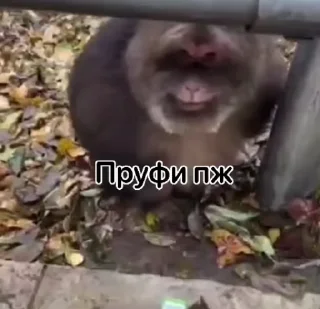 маи бибязяначки 1 @Packek