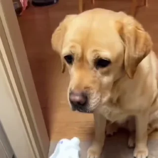 🐩