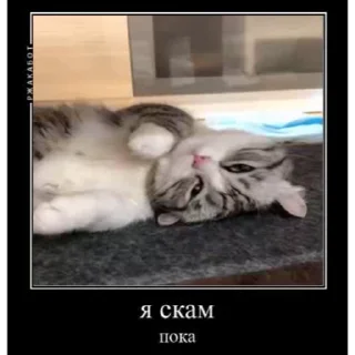 😼