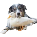 🐶