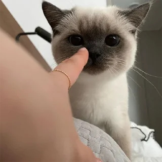 🐈