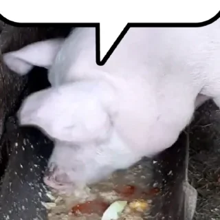 🐖