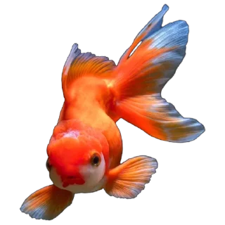 🐠