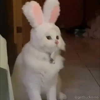 😇