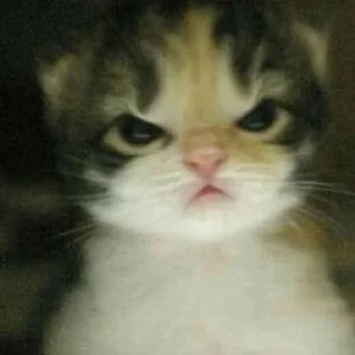 🐾