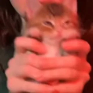 🐈‍⬛