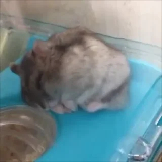 🐹