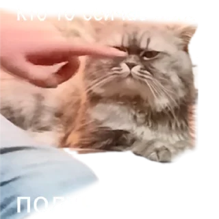 😾
