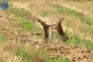 🥊