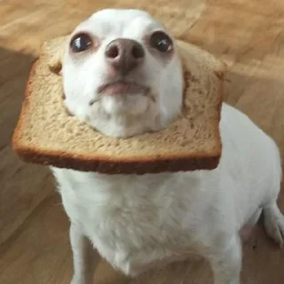 🐶