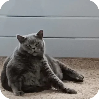🐱