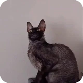 🌟
