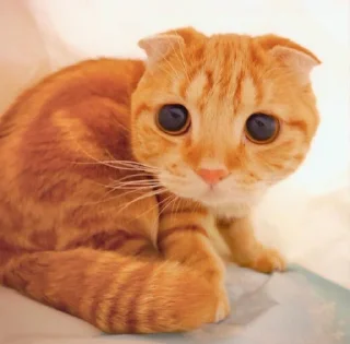 😞
