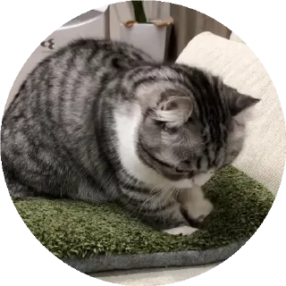 😺