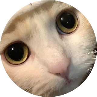 🥺
