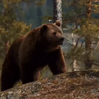 🤩