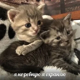 🐱