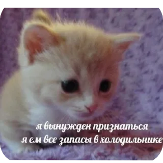 🐱