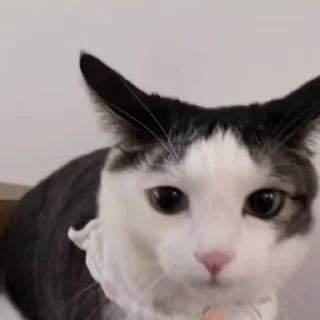🐰