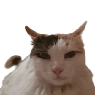 😾