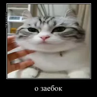👌