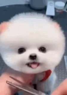 🐶