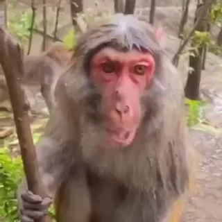 🫤