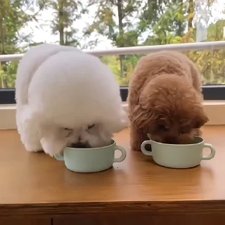 🐶