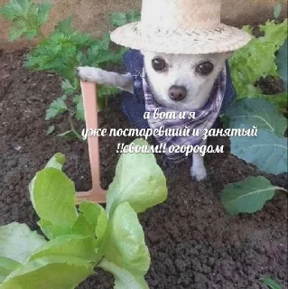 👨‍🌾