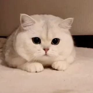 🤩
