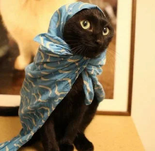 🐱