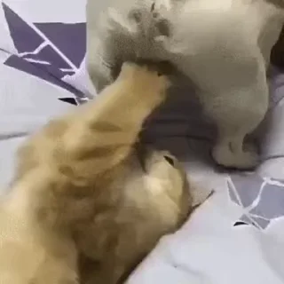 😺