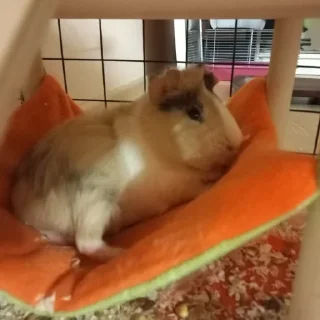 🐹