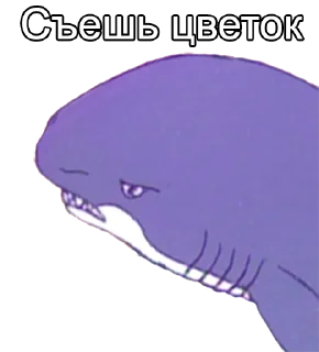 🦈