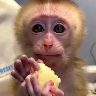 🙉