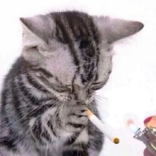 🚬