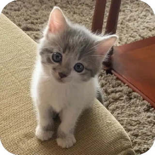 🐱