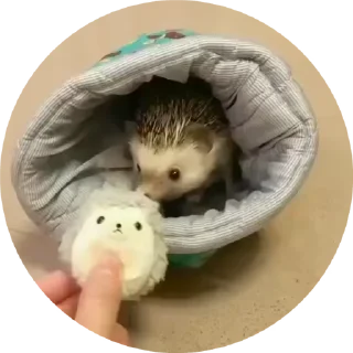 🦔