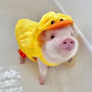 🦆