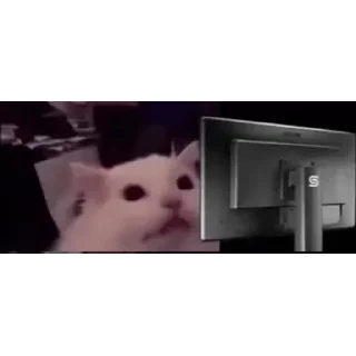🐱
