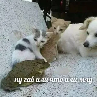 🐸
