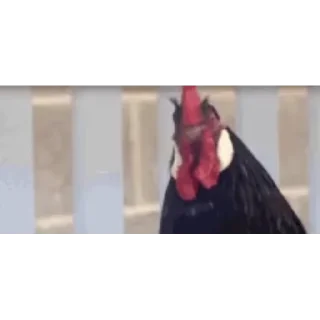 🐔