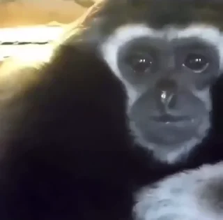 🐵