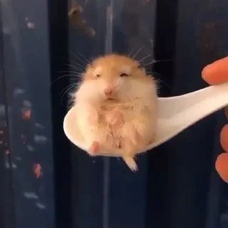 😴
