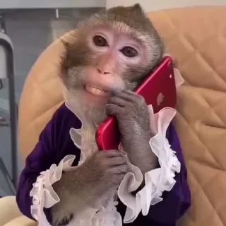 🌟