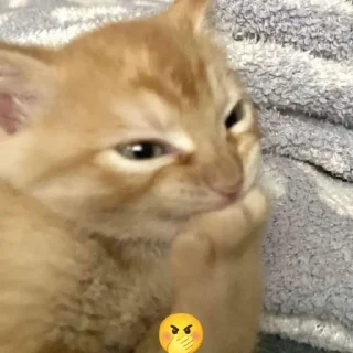 😸