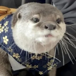 🥺
